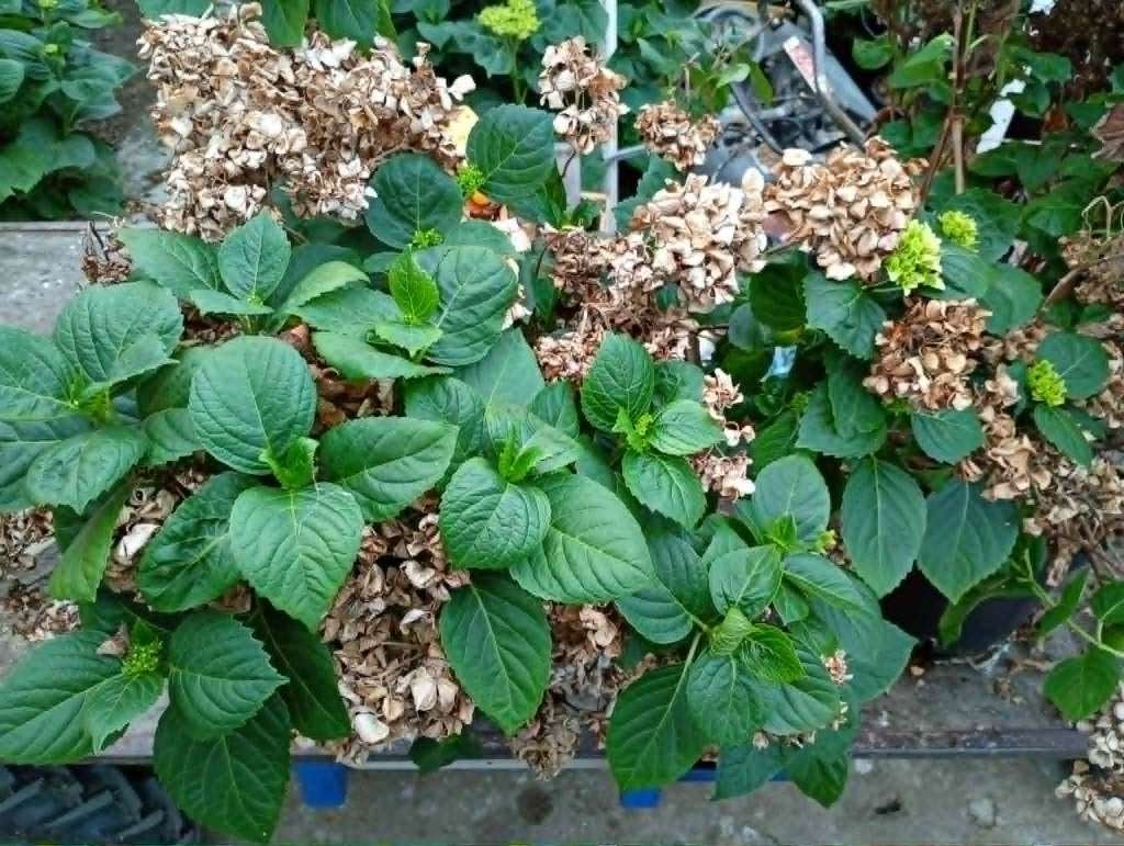 Witte Hydrangea / Hortensia grote planten tuin hovenierskwal, Overige soorten, Vaste plant, Ophalen of Verzenden, Halfschaduw