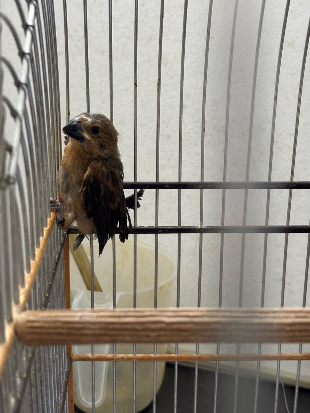 Twatwa jongman, Mannelijk, Tropenvogel, Geringd