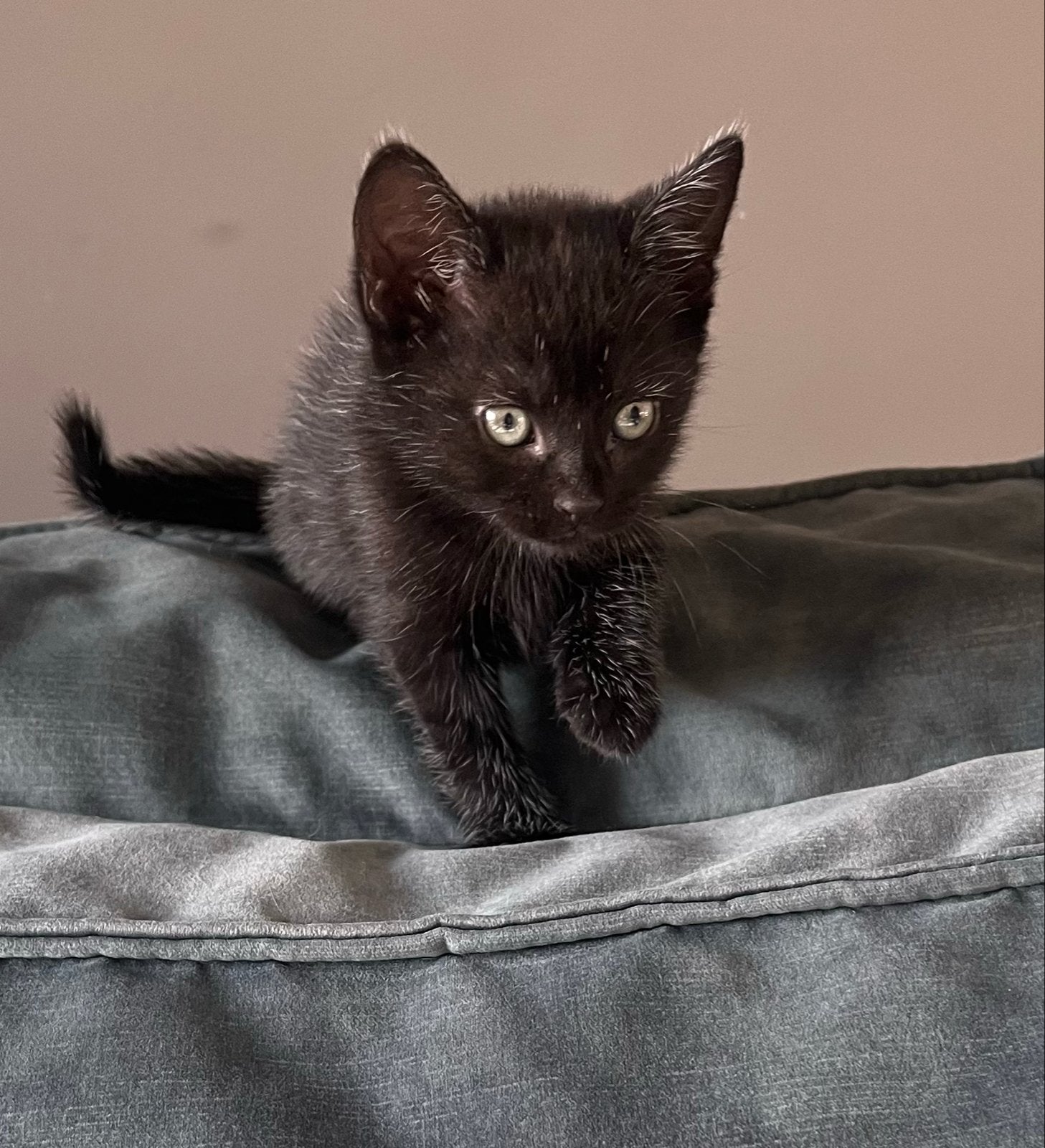Zwarte kitten (poes), Poes