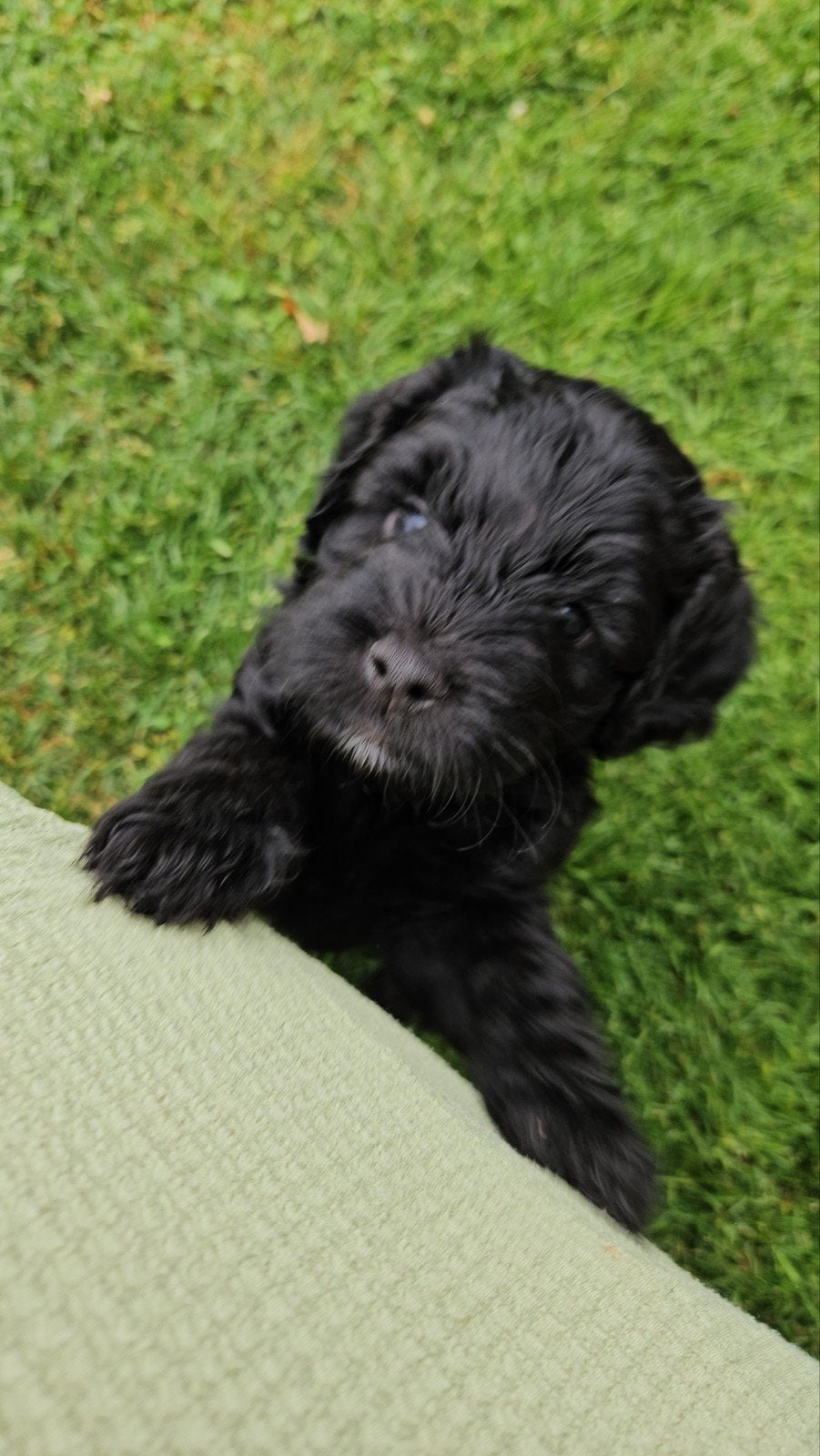 Australian labradoodle X Cockapoo F1 puppy's (nog 1 pup), Dieren en Toebehoren, Overige rassen, 8 tot 15 weken, Parvo, Meerdere