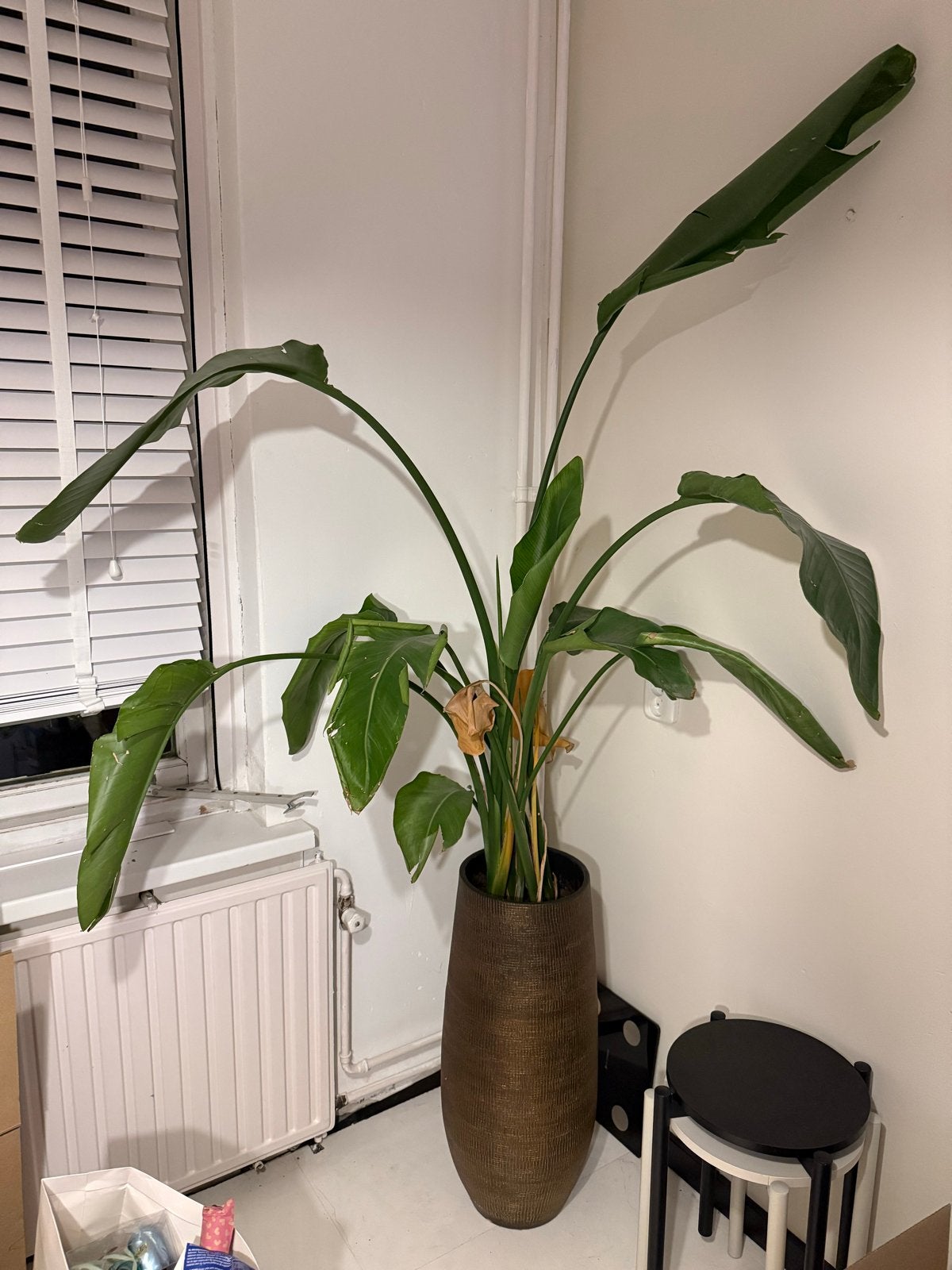 Grote Strelitzia Nicolai - Paradijsvogelplant, Huis en Inrichting, Kamerplanten, Ophalen, Overige soorten, In pot, 150 tot 200 cm