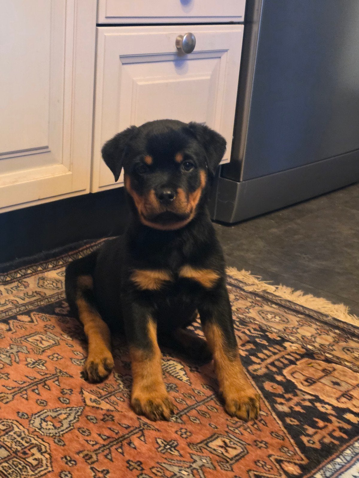 Rotweiler pup (Teefje)Mag gelijk mee!, CDV (hondenziekte), 8 tot 15 weken, Teef, Eén hond