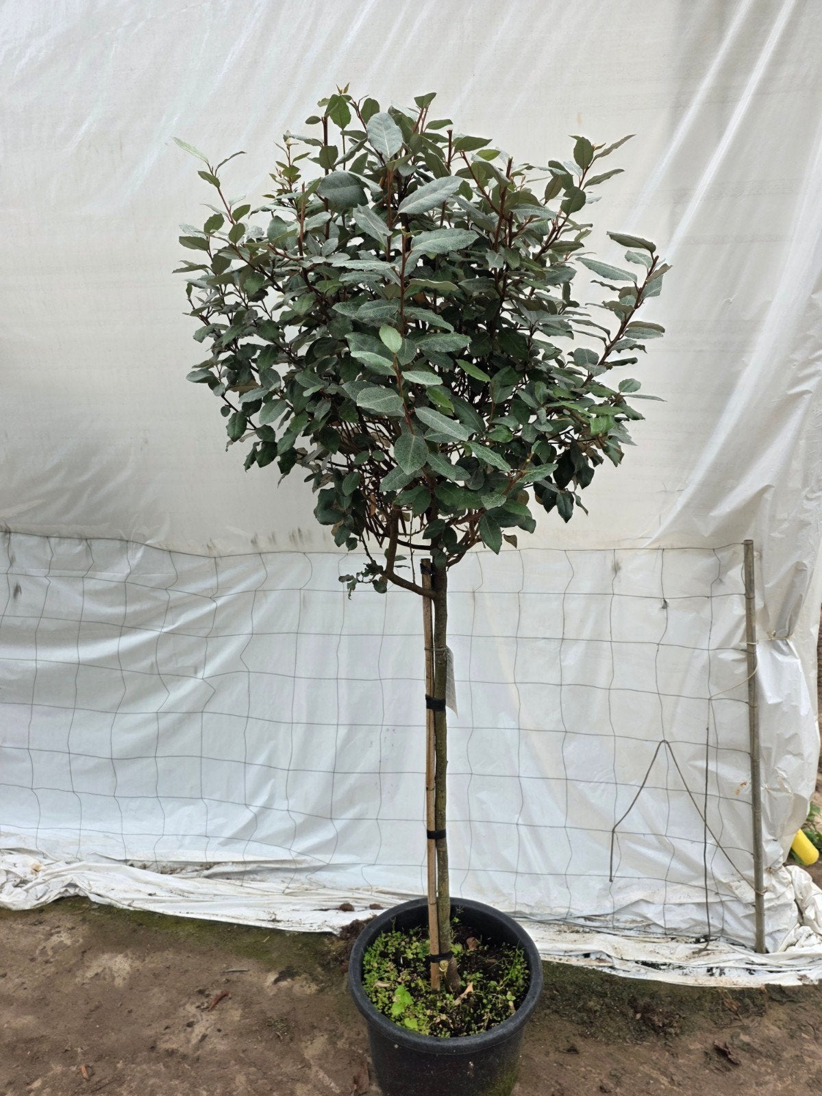 Elaeagnus Ebbingei Compacta Olijfwilg op stam, Volle zon, Vaste plant, Herfst, Ophalen