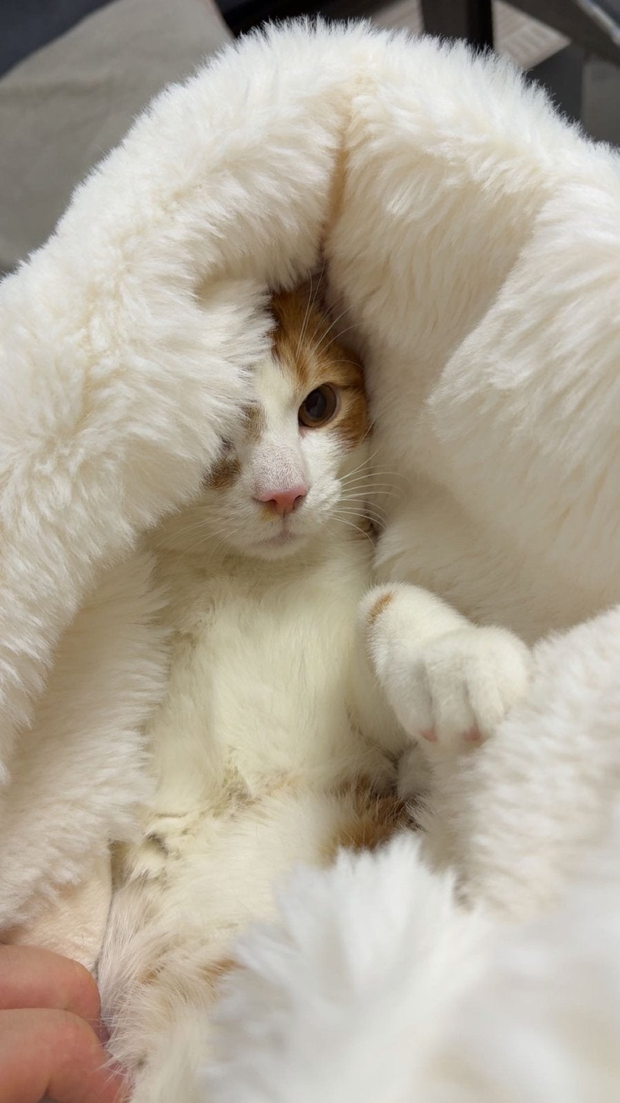 Kitten Gratis op te halen, Dieren en Toebehoren, Katten en Kittens | Raskatten | Korthaar, Kater