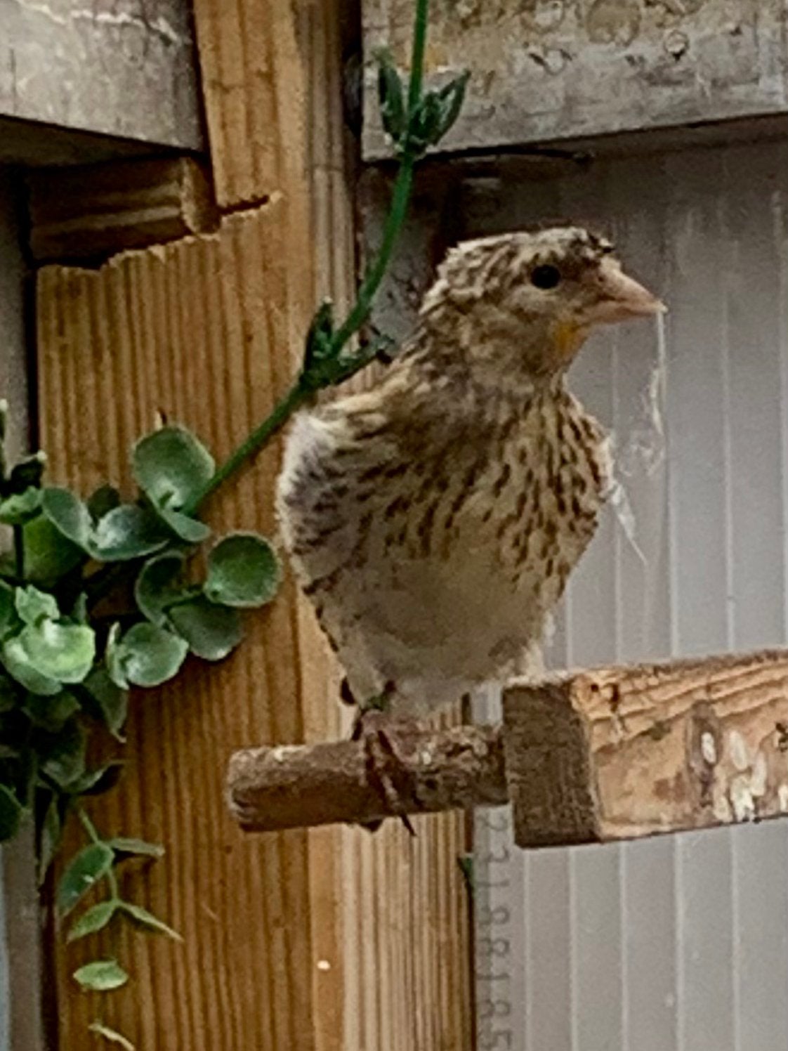 Bastaard putters te Koop 3 stuks van 2026, Dieren en Toebehoren, Vogels | Kanaries, Mannelijk, Bastaard