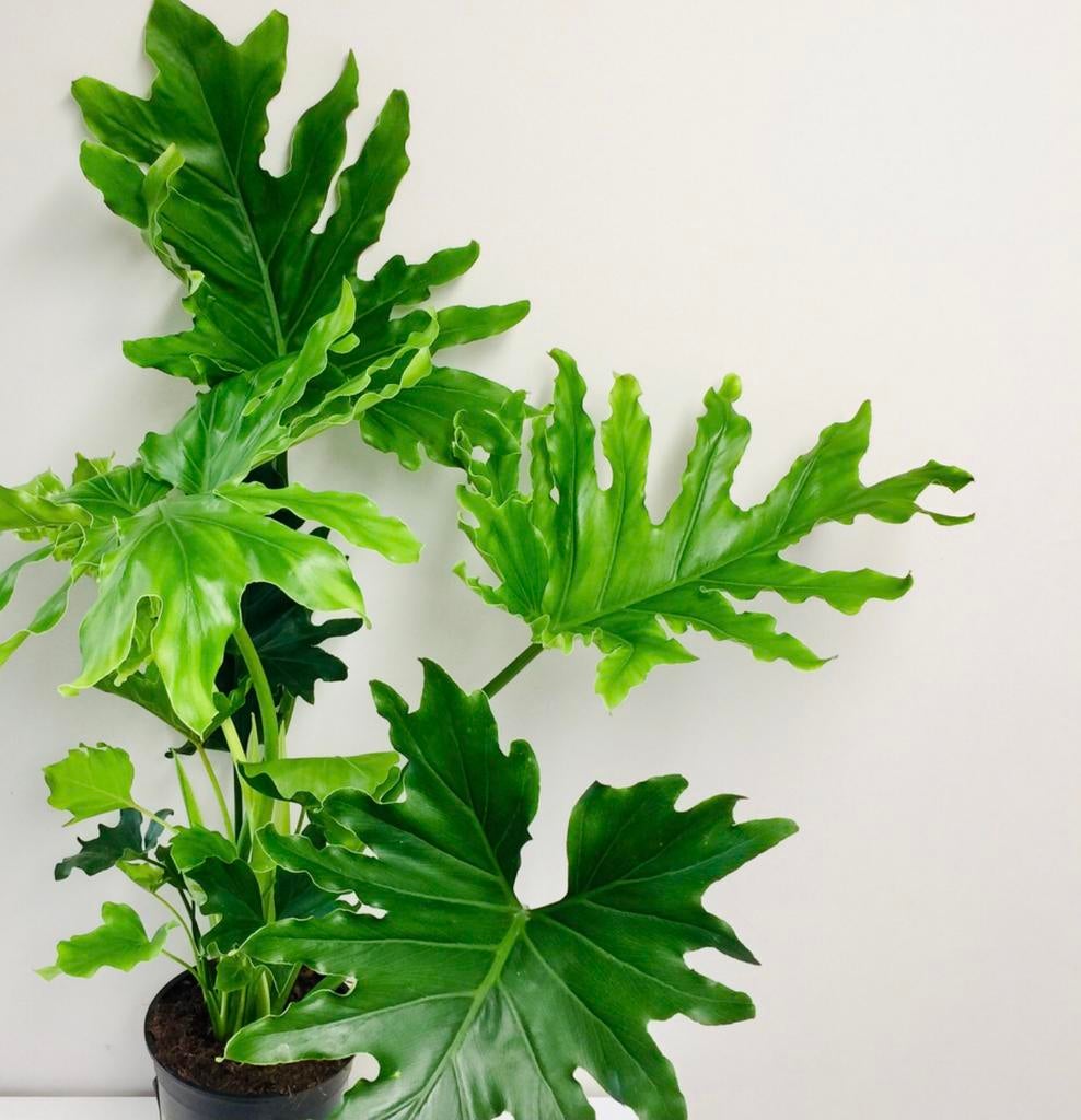 Gróte topkwaliteit gezonde Philodendron, Huis en Inrichting, Kamerplanten, Ophalen