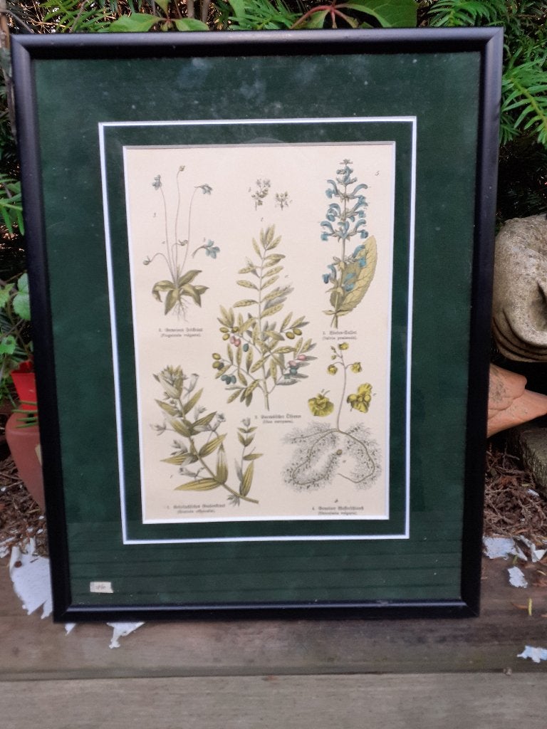 Ingekleurde Botanica Prent uit 1860, Ingelijst, Antiek en Kunst, Kunst | Schilderijen | Klassiek, Bloemen, Ophalen of Verzenden