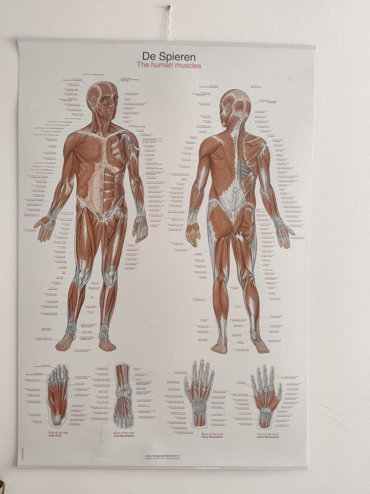 Anatomie posters: Het skelet en De spieren, Ophalen of Verzenden