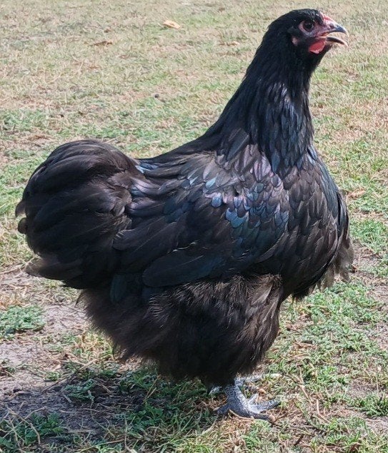 te koop 2 grote orpington hennen, Dieren en Toebehoren, Vrouwelijk, Kip