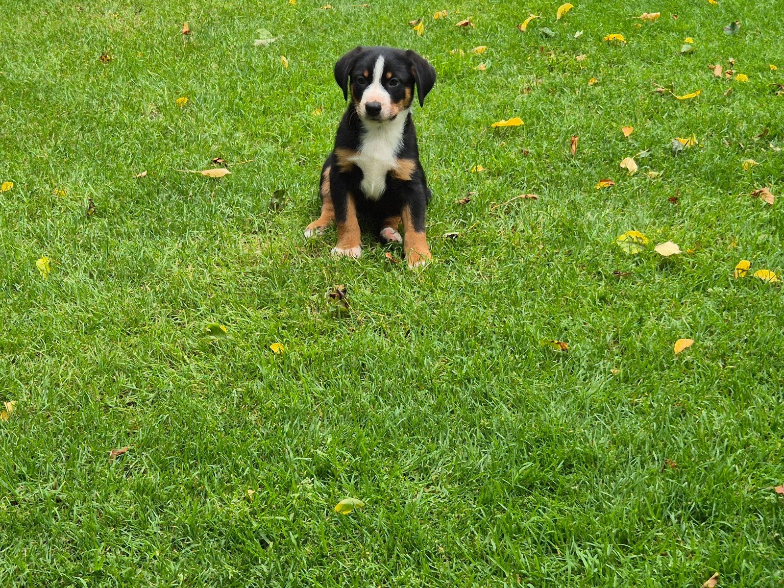 Stoere appenzeller sennen pup, 8 tot 15 weken, Meerdere, Nederland, Particulier