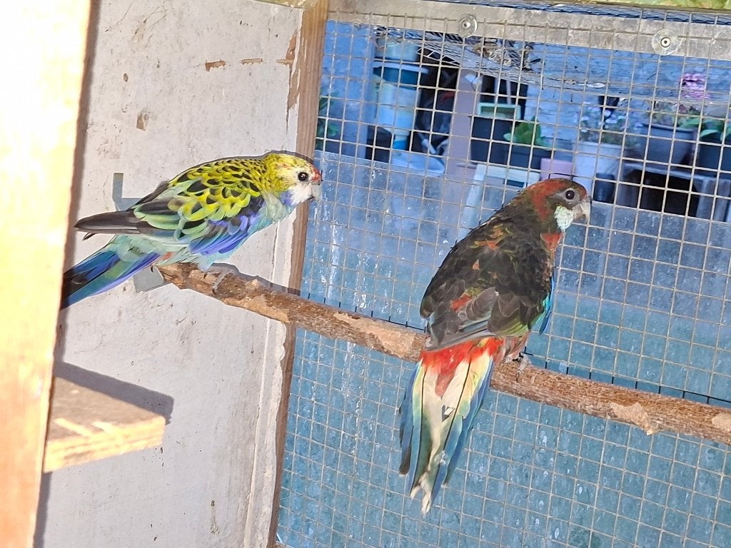 Rosella parkieten, Dieren en Toebehoren, Vogels | Parkieten en Papegaaien, Meerdere dieren, Parkiet, Geringd