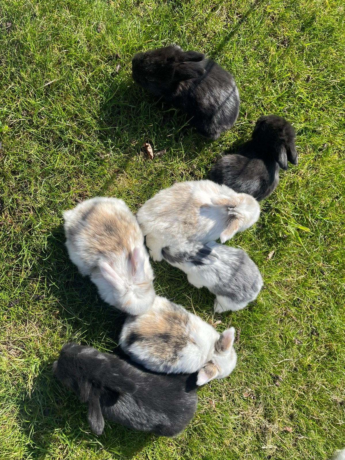 Lieve nhd/minilop konijntjes, Meerdere dieren, Dwerg, Hangoor, 0 tot 2 jaar