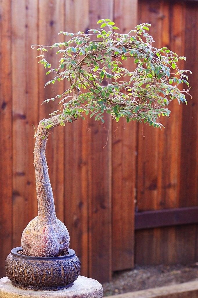 Cyphostemma Laza bijzondere caudex plant, Verzenden, Overige soorten, Volle zon, Minder dan 100 cm