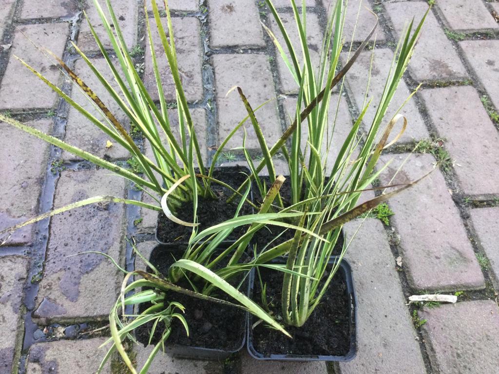 Diverse vijverplanten, Tuin en Terras, Vijver-toebehoren, Ophalen of Verzenden, Zo goed als nieuw, Overige typen