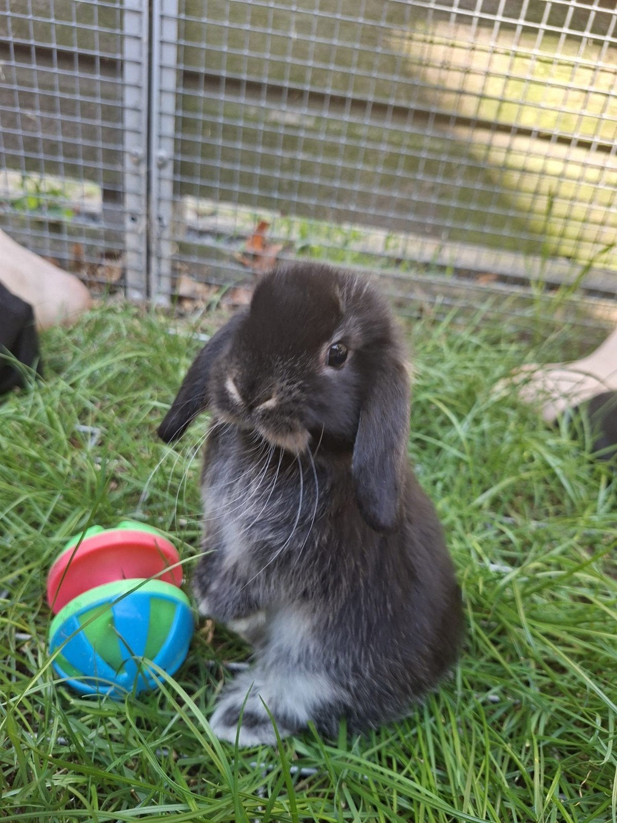 jonge minilopkonijntjes te koop!, Vrouwelijk, Dwerg, Hangoor, 0 tot 2 jaar