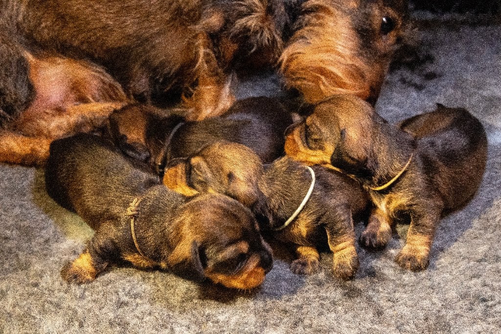 Kaninchen puppy´s  zoeken goed tehuis., Dieren en Toebehoren, Kaninchen, Reu, Meerdere, Ruwhaar