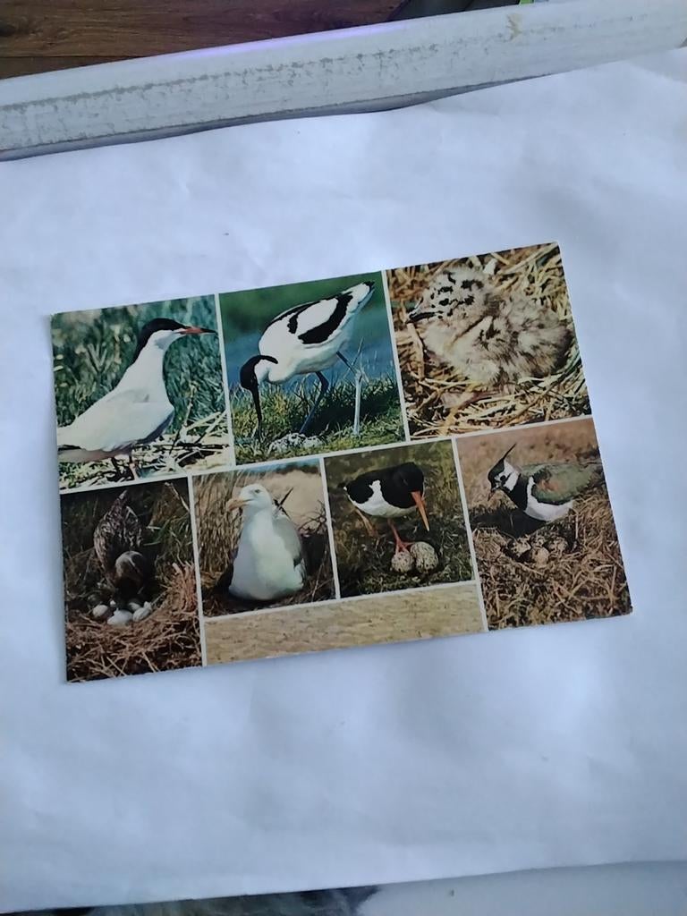 Stern. - KLUUT - JONGE MEEUW. -WILDE EEND - ZEEMEEUW, Verzamelen, Ophalen of Verzenden