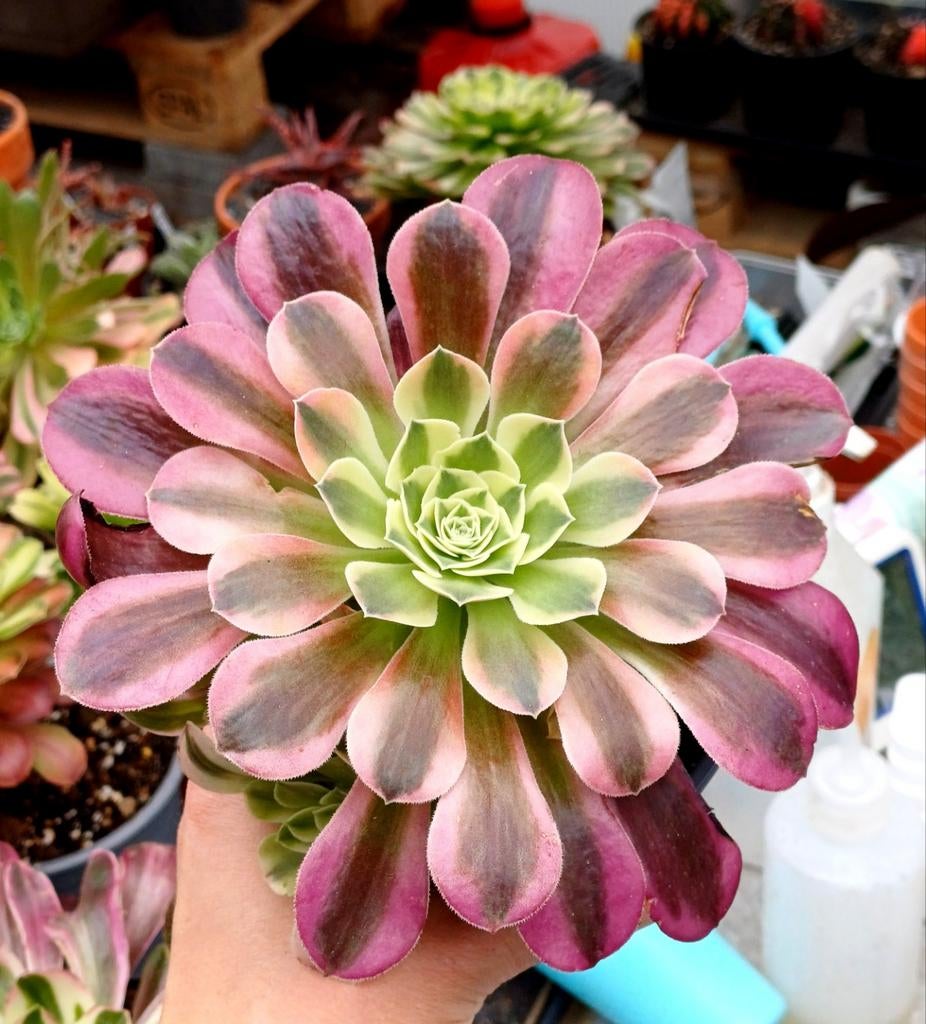 Aeonium pink medusa, Ophalen of Verzenden, Halfschaduw, Minder dan 100 cm