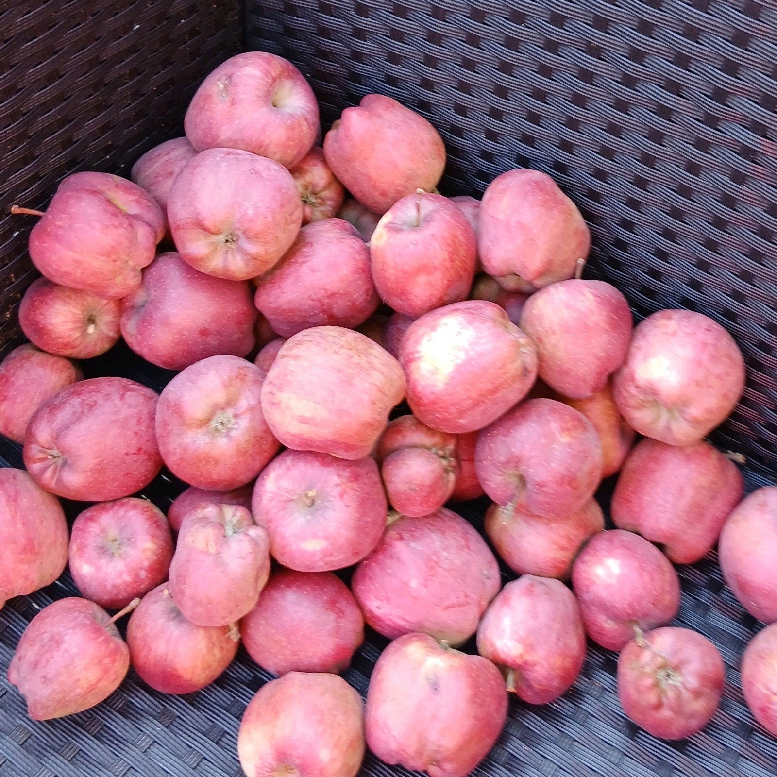 verse biologische appels te koop, Ophalen