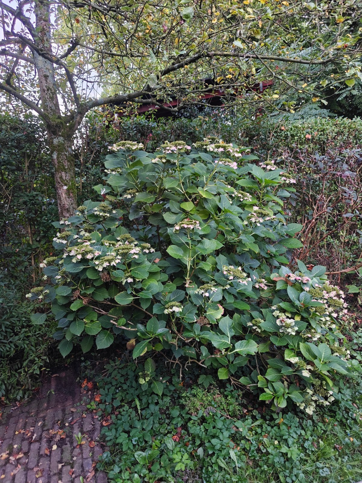 Manshoge Hortensia (Hydrangea), Vaste plant, Halfschaduw, Zomer, Ophalen