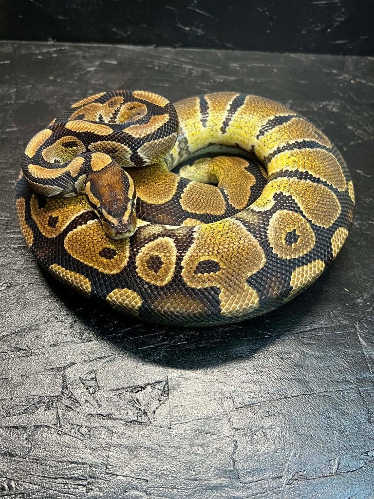 volwassen ball python group 4.5 (Beurs Hamm of Houten), Slang, Tam, 3 tot 6 jaar