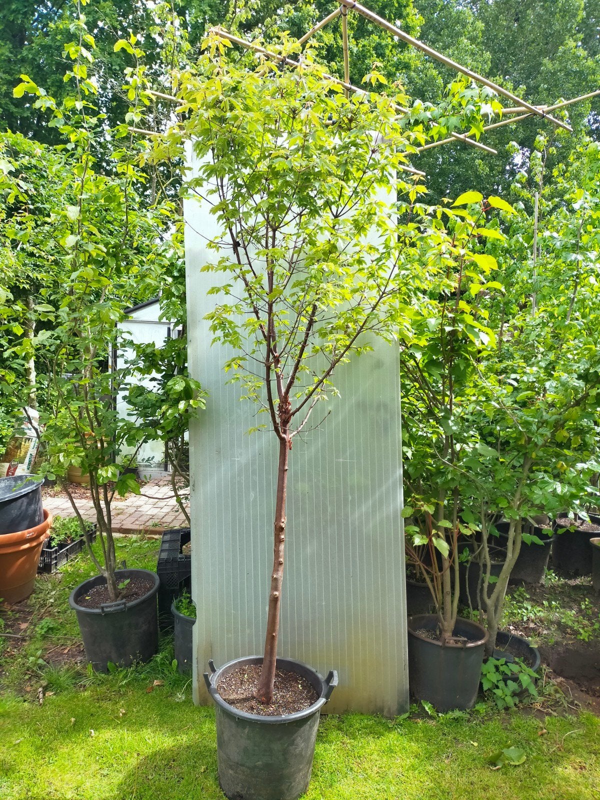Acer griseum, Halfschaduw, Overige soorten, Lente, Minder dan 100 cm
