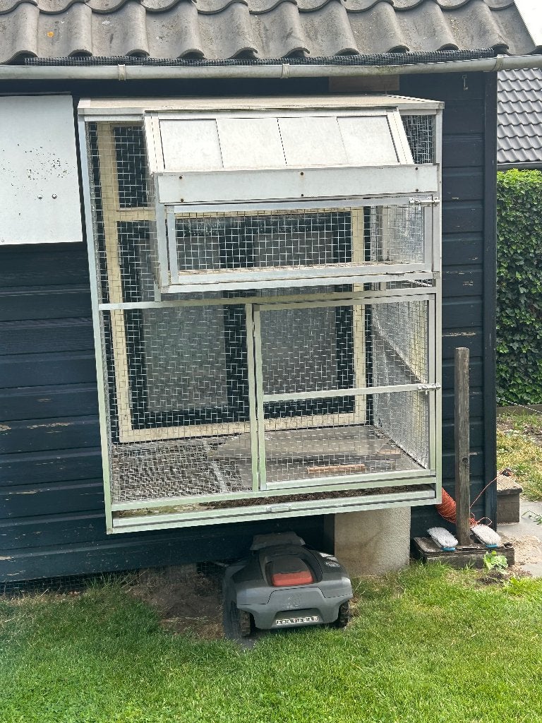 Duivenren, Dieren en Toebehoren, Meerdere dieren, Postduif