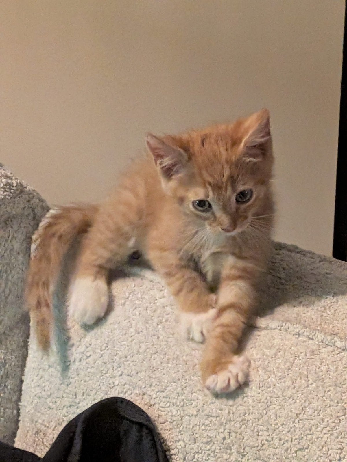 8 weekjes oude broertje en zusje op zoek naar huisje, Dieren en Toebehoren, Katten en Kittens | Overige Katten, Meerdere dieren