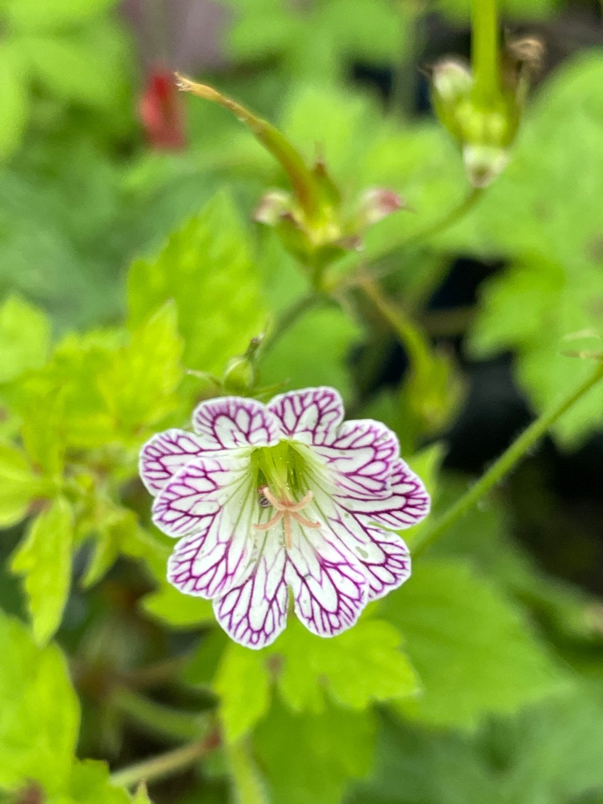 Geranium versicolor - Prachtige Ooievaarsbek, Vaste plant, Halfschaduw, Zomer, Ophalen