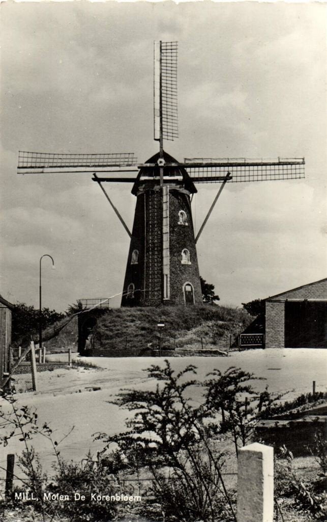 Mill, Molen De Korenbloem - B-keus - ongelopen, Verzamelen, Ansichtkaarten | Nederland, Ophalen of Verzenden, 1940 tot 1960, Ongelopen