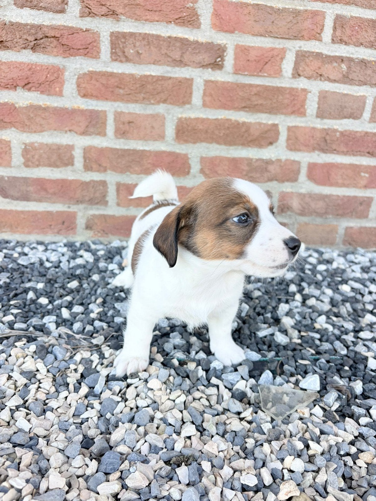 Jack russel mix, Jack Russell Terriër, 8 tot 15 weken, CDV (hondenziekte), Meerdere