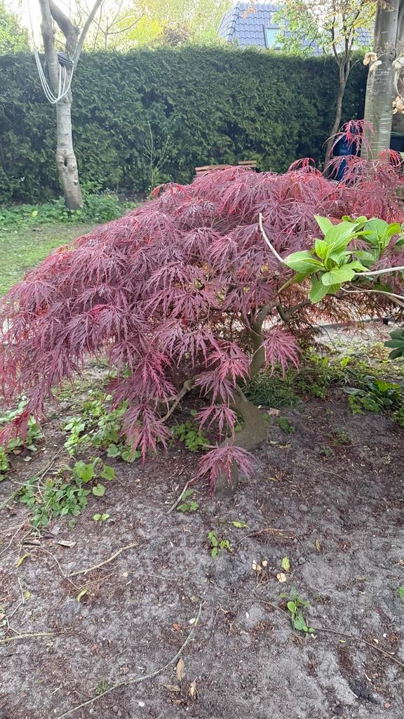 Prachtige Acer (Japanse Esdoorn) - Rode bladeren, Tuin en Terras, Planten | Bomen, Ophalen, Bloeit niet, Halfschaduw, Overige soorten
