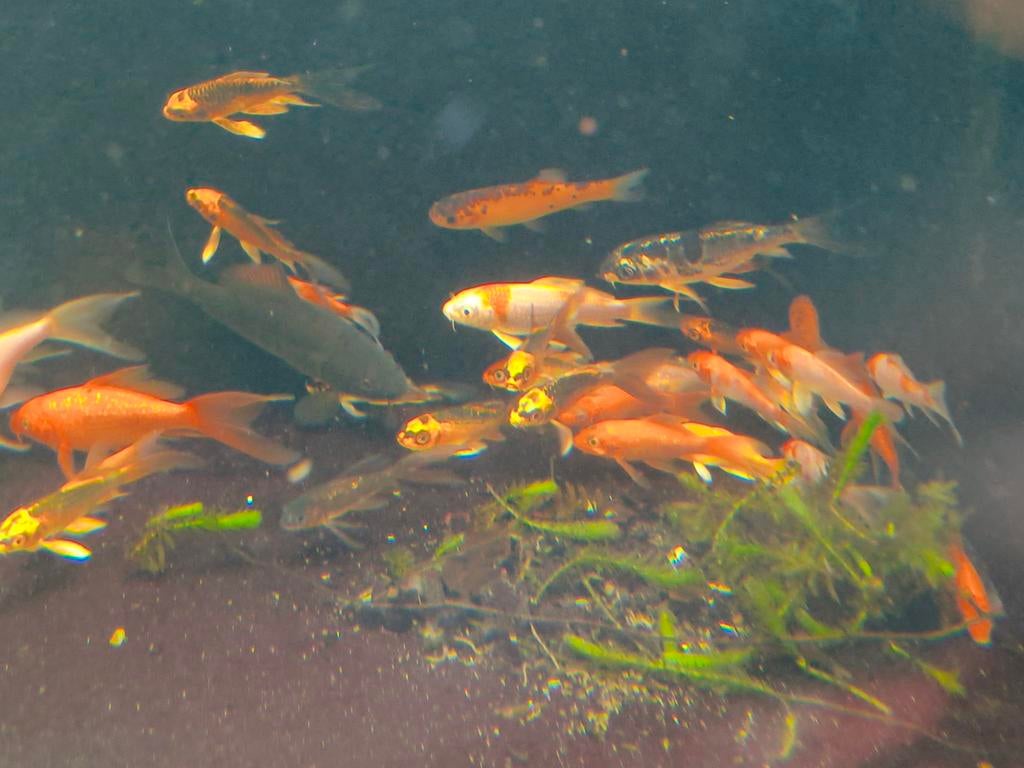 Vlinders koi karpers, Karper of Koi