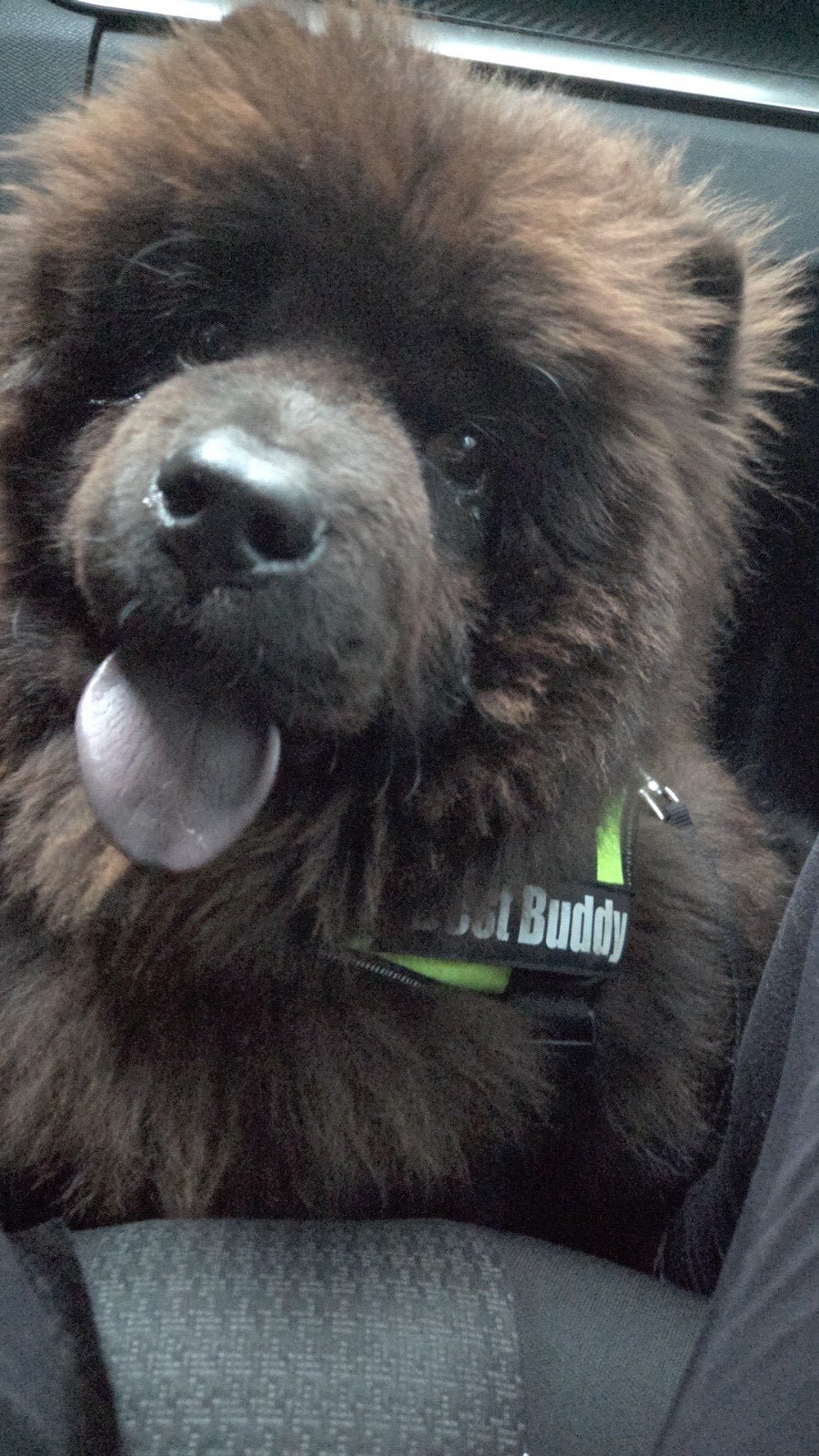 Chow chow reu met FCI stamboom (10mnd oud), 15 weken tot 1 jaar, Parvo, Eén hond, Nederland
