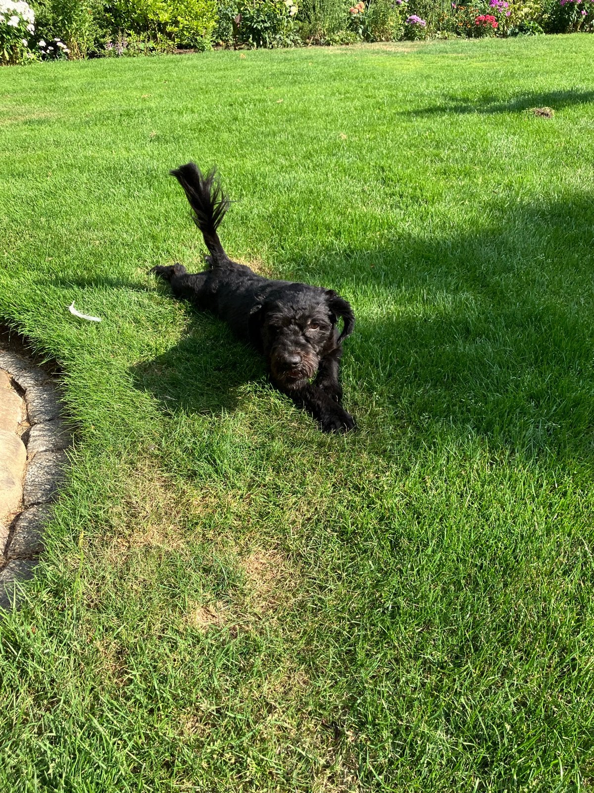 Lieve, actieve pup reutje van 6 maand kruising boomer poedel, 15 weken tot 1 jaar, Reu, Parvo, Eén hond