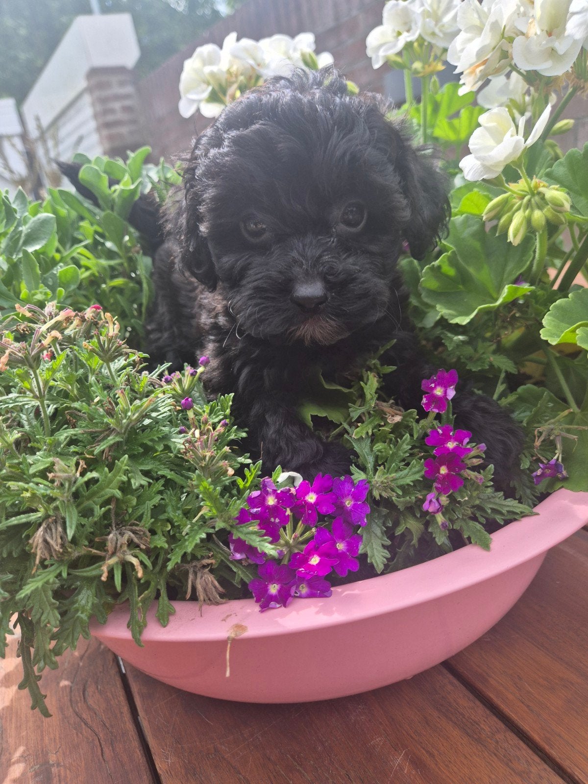 Maltipoo  pups mogen nest verlaten, Dieren en Toebehoren, Honden | Retrievers, Spaniëls en Waterhonden, Meerdere dieren, Overige rassen