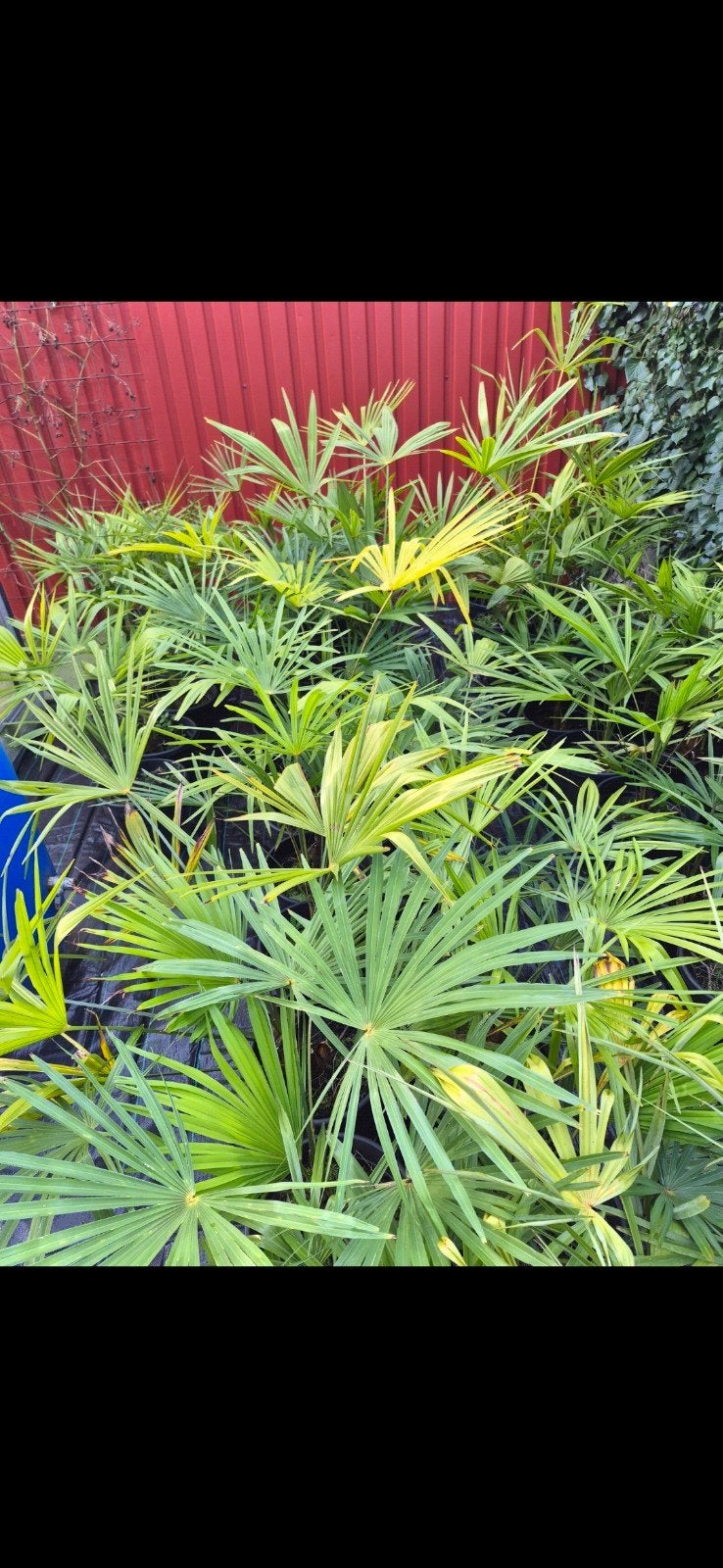 Trachycarpus fortunei palmbomen, Ophalen, Vaste plant, Overige soorten, Volle zon
