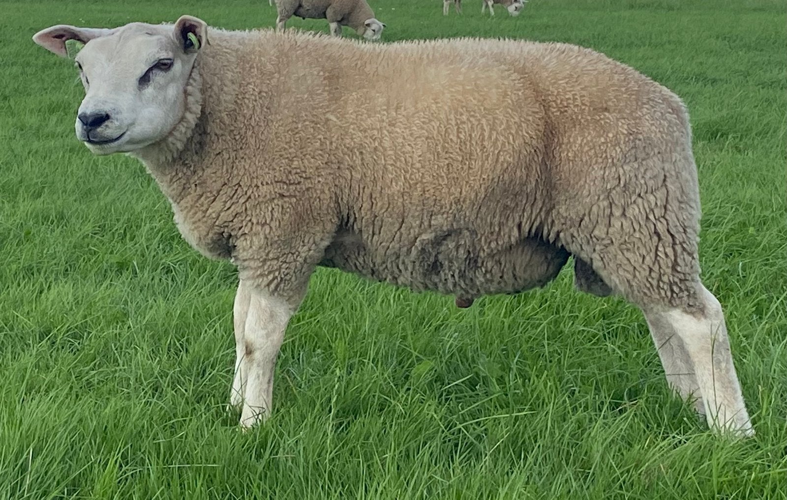 Mooie toekomstige dekrammen te koop, Dieren en Toebehoren, Schapen, Geiten en Varkens, Mannelijk, Schaap, 0 tot 2 jaar