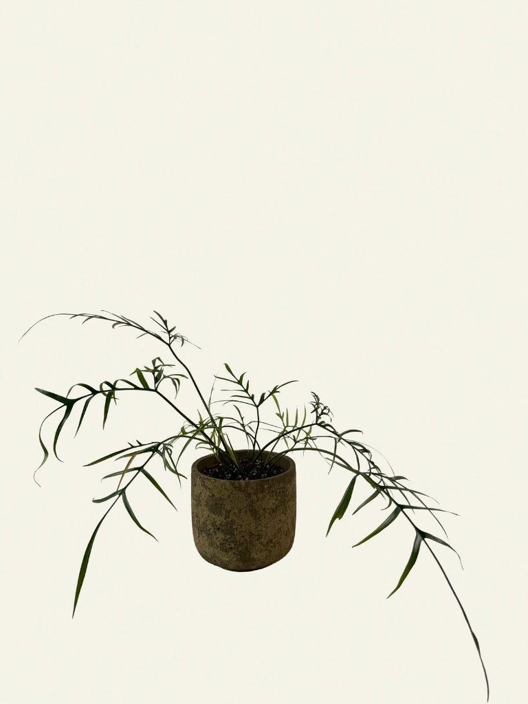 Philodendron Polypodioides, Huis en Inrichting, Kamerplanten, Ophalen of Verzenden, Halfschaduw, Minder dan 100 cm