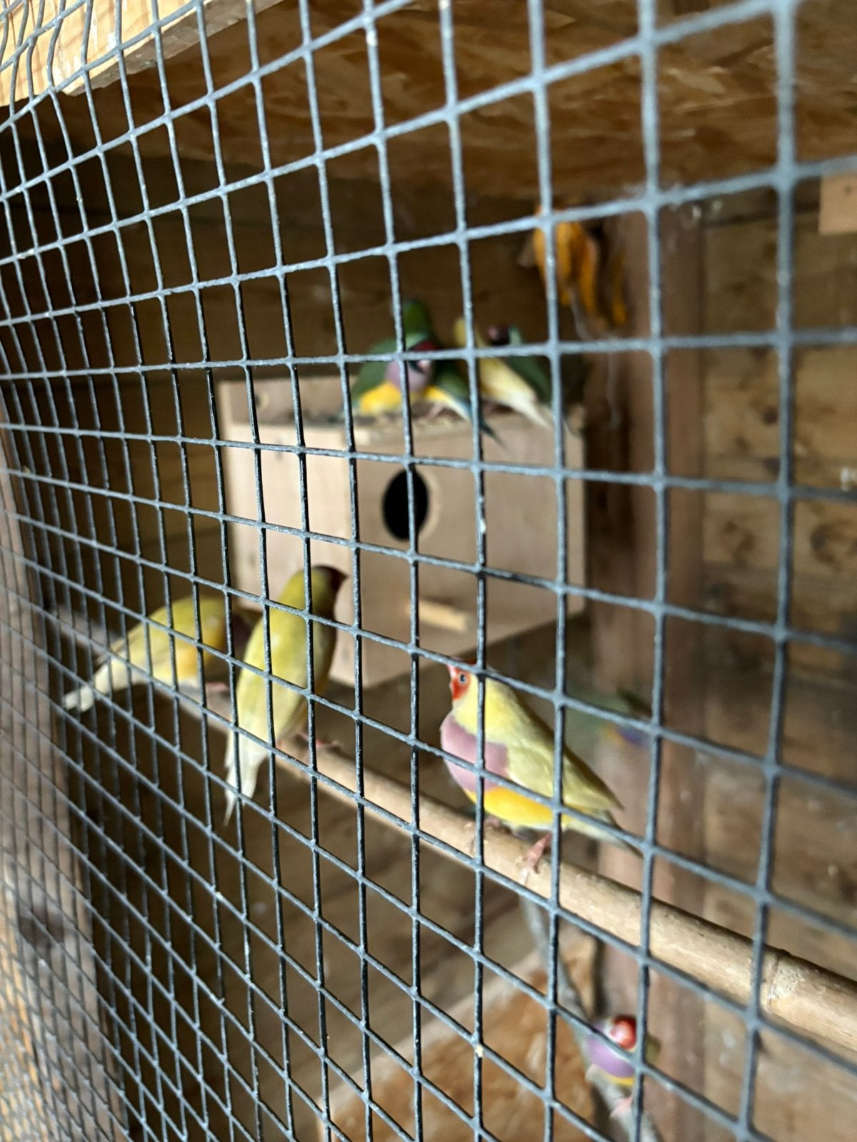 Gouldamadines, Dieren en Toebehoren, Meerdere dieren, Parkiet