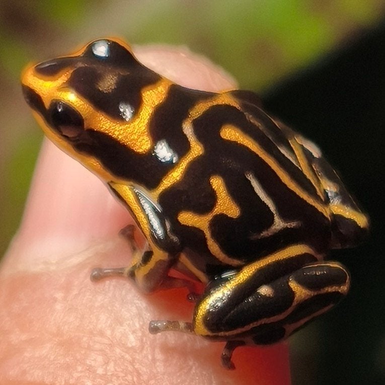 Ranitomeya summersi 'Reticulated', grote exemplaren, Dieren en Toebehoren, Reptielen en Amfibieën, Amfibie, 0 tot 2 jaar