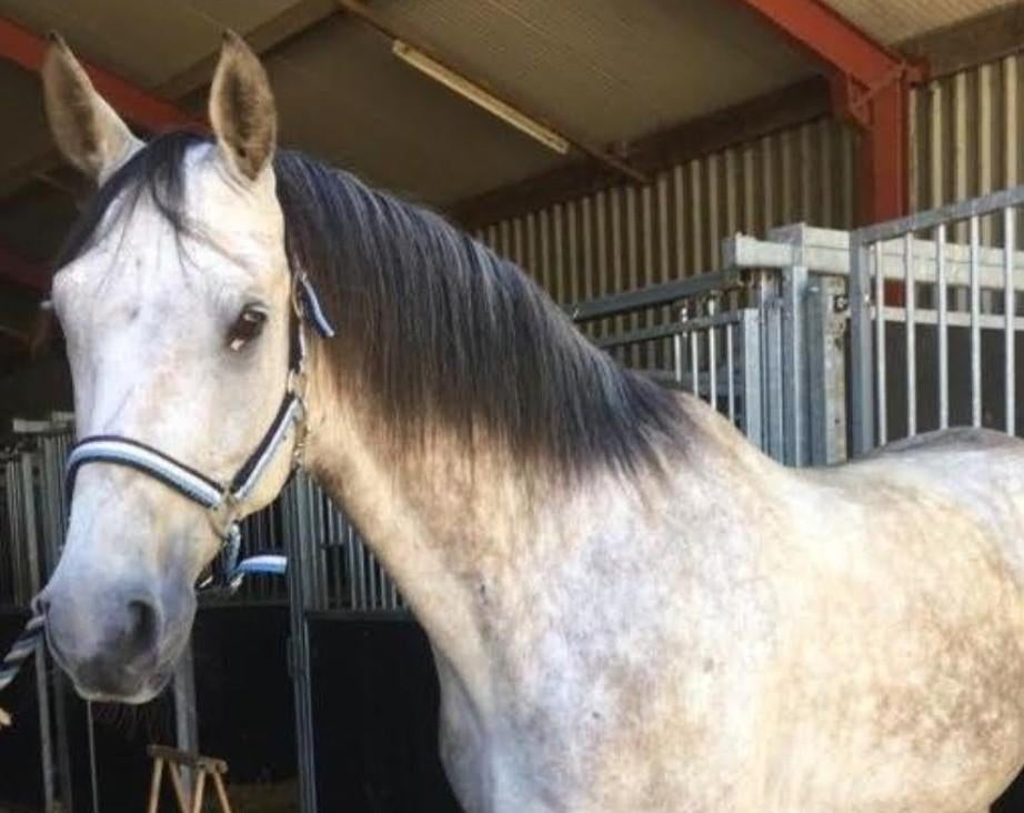 Foto 11 van STAL LUXOR/Aankoop begeleiding bij uw paard