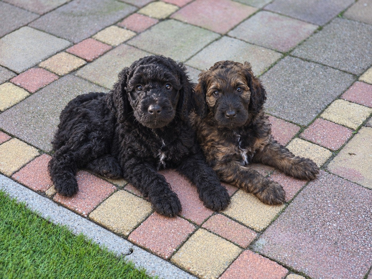 Labradoodle pups, Dieren en Toebehoren, 8 tot 15 weken, Meerdere, Meerdere dieren, CDV (hondenziekte)