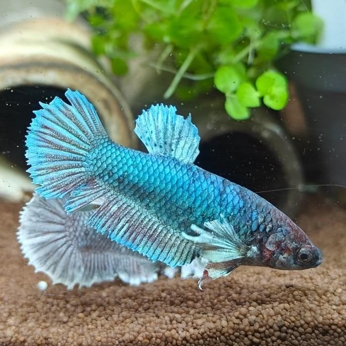 Betta splendens vrouw, Dieren en Toebehoren, Vis