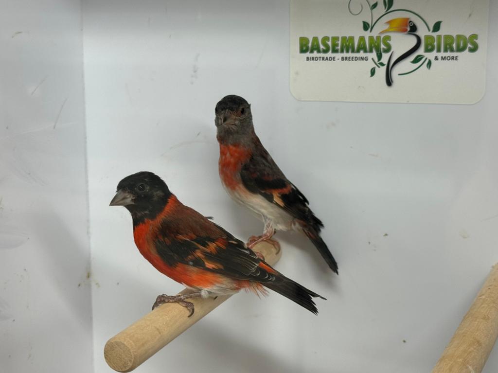 Kapoetsesijs - Spinus cucullatus, Dieren en Toebehoren, Meerdere dieren, Tropenvogel, Geringd