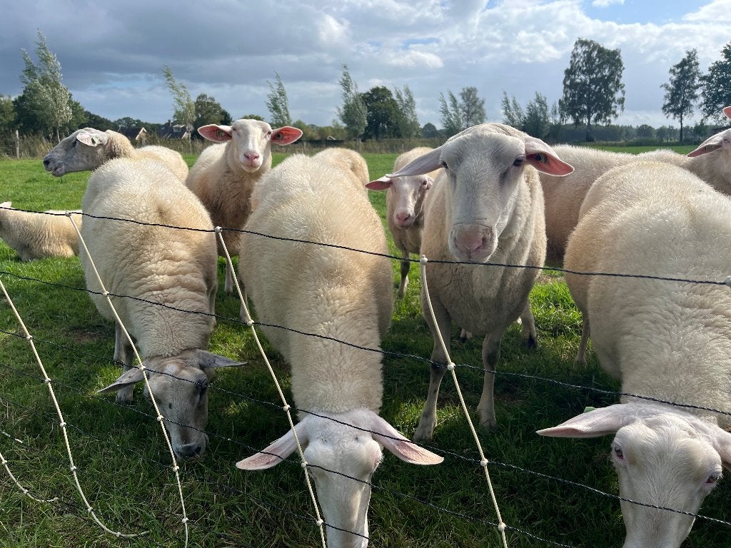 Te koop: Dekram Fries Melkschaap, Mannelijk, Schaap, 0 tot 2 jaar