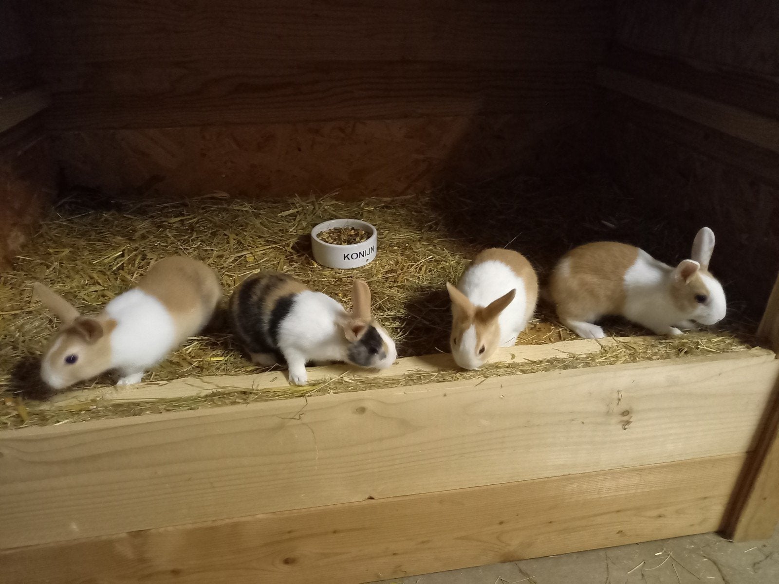 Jonge konijntjes, Dieren en Toebehoren, Meerdere dieren, Groot