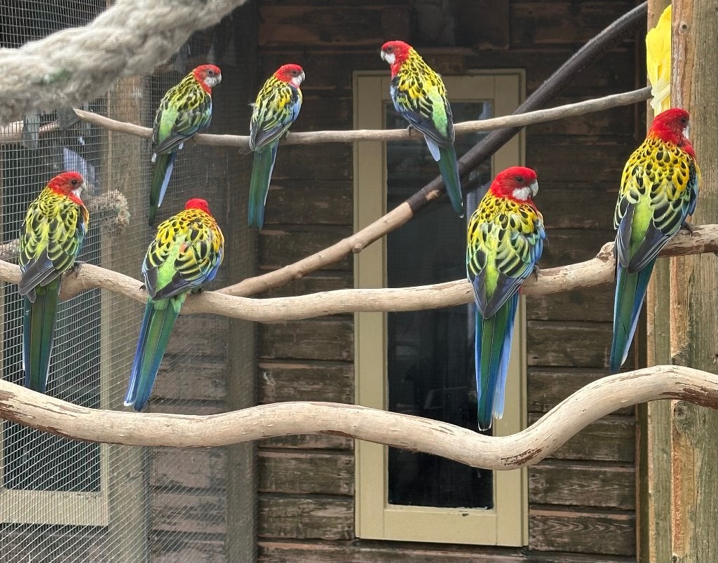 Prachtrosella koppels, Dieren en Toebehoren, Vogels | Parkieten en Papegaaien, Meerdere dieren, Parkiet