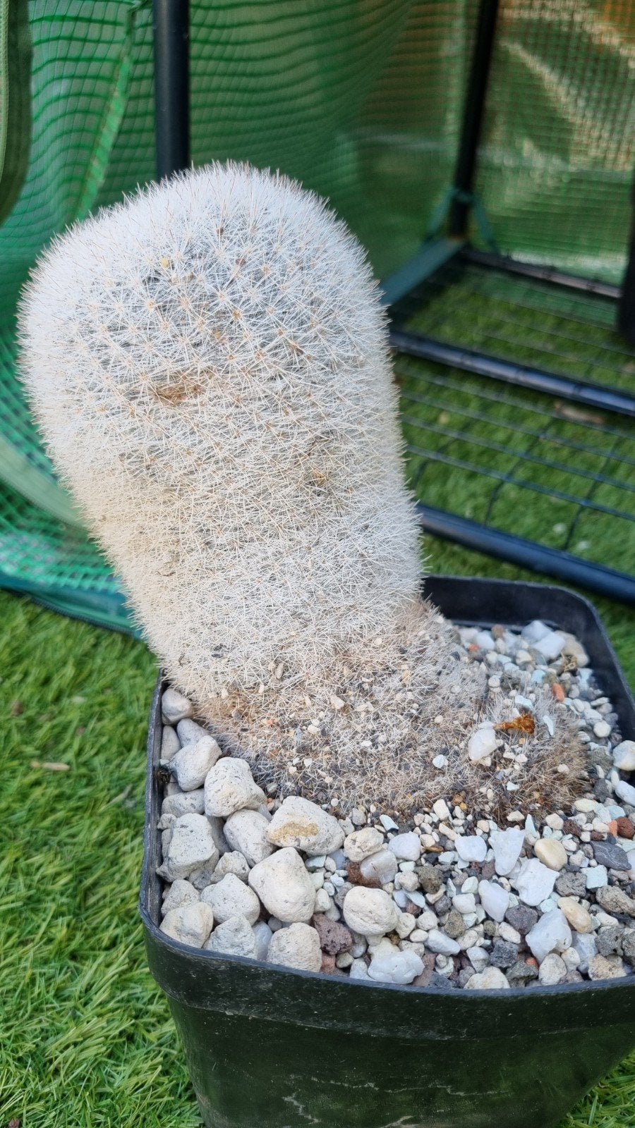 CACTUS MAMMILLARIA CANDIDA GROTE PLANT, Ophalen of Verzenden, Cactus, Volle zon, Minder dan 100 cm