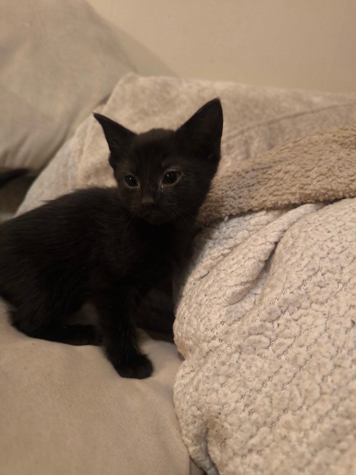 Kitten, Dieren en Toebehoren, Katten en Kittens | Overige Katten